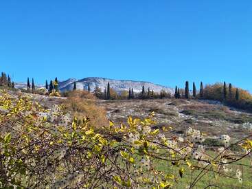 Rolling hills dotted with tall cypress trees, yellow-green foliage in the foreground, snowy patches on the ground, and a clear blue sky above the landscape.