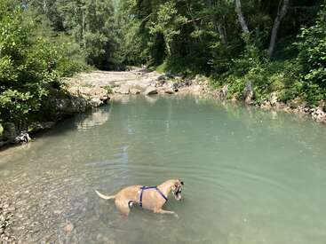A tan dog wearing a blue harness stands in a calm, shallow river surrounded by lush green trees and rocks, enjoying a peaceful nature moment.
