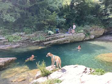 A dog stands on rocks beside a clear river. Children swim in the water, while adults relax on rocky banks surrounded by lush green forest.
