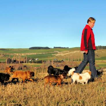 Un hombre camina por un campo con una manada de perros pequeños, con un telón de fondo de colinas onduladas y un cielo azul despejado.