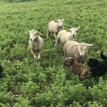 The image depicts four sheep and two dogs in a lush field of greenery, with the sheep appearing to be in a state of alertness.