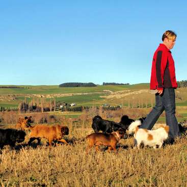 A man walks through a field with a pack of small dogs, set against a backdrop of rolling hills and a clear blue sky.