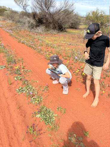 Duas crianças exploram flores silvestres vibrantes em areia vermelha brilhante em uma paisagem desértica, usando chapéus. Arbustos e flores amarelas e roxas espalhadas as cercam sob um céu parcialmente nublado.