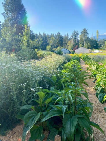 Um jardim exuberante cheio de plantas verdes e flores brancas, cercado por árvores altas e duas estufas, sob um céu azul claro com reflexos de lente arco-íris.