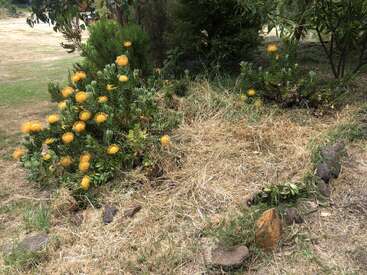 A garden scene with yellow flowering shrubs, surrounded by dry grass and scattered rocks, set in a natural, outdoor area with various green trees and plants.