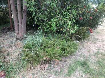 This image shows a natural garden area with tree trunks, green bushes, tall grass, and leafy shrubs. Red bottlebrush flowers appear on the right.