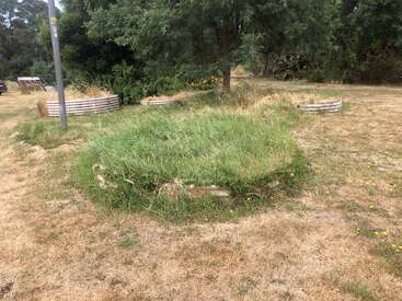 A round, overgrown patch of grass surrounded by dry lawn, with trees and metal garden beds in the background. A pole and driveway are visible nearby.
