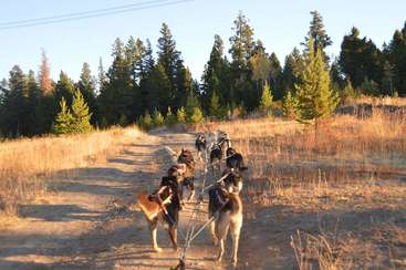 Das Bild zeigt eine Gruppe von Hunden, die einen Schlitten ziehen, wahrscheinlich für ein Rennen. Die Hunde im Geschirr und der Schlitten sind im Hintergrund zu sehen und vermitteln ein Gefühl von Energie und Bewegung.