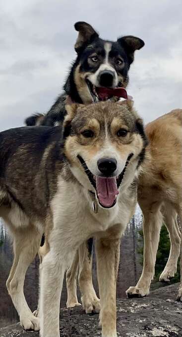 Zwei fröhliche Hunde stehen dicht beieinander auf einem Felsen, die Zungen hängen ihnen heraus, sie wirken verspielt und voller Energie. Der bewölkte Himmel und die Bäume bilden einen natürlichen Hintergrund.