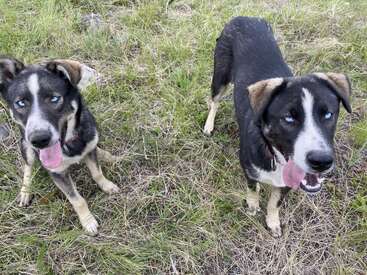 Zwei lebhafte Hunde mit auffälligen blauen Augen stehen auf einer Wiese, die Zunge herausgestreckt, und blicken mit freundlichem Blick nach oben – bereit zum Spielen oder für ein bisschen Aufmerksamkeit in der Natur.