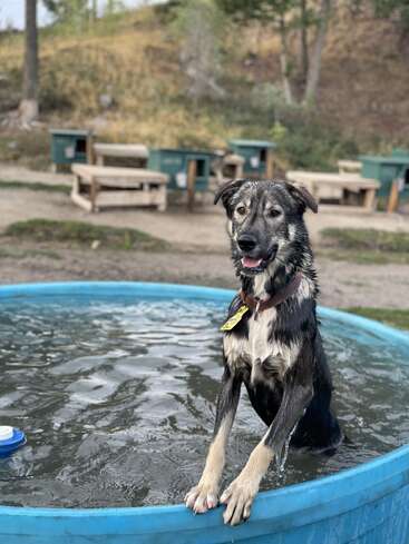 Ein fröhlicher Hund steht in einem blauen Plastikpool, nass und verspielt, die Vorderpfoten auf dem Rand. Im Hintergrund sind Gartenbänke und Bäume zu sehen.