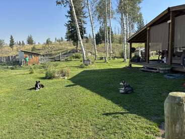 Zwei Hunde ruhen sich auf dem grünen Gras in der Nähe einer Holzveranda aus. Birken, ein Schuppen und ferne Hügel bilden unter einem klaren Himmel eine friedliche, ländliche Hinterhofszene.