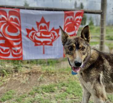 Ein glücklicher Hund steht draußen vor einem Zaun, hinter ihm weht eine kanadische Flagge mit indigenem Kunstmotiv, umgeben von Grün und Natur.