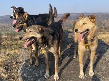 Vier Hunde stehen draußen auf einem großen Felsen und hecheln alle mit heraushängender Zunge. Sie wirken aufmerksam und fröhlich, umgeben von einer trockenen, grasbewachsenen Landschaft.