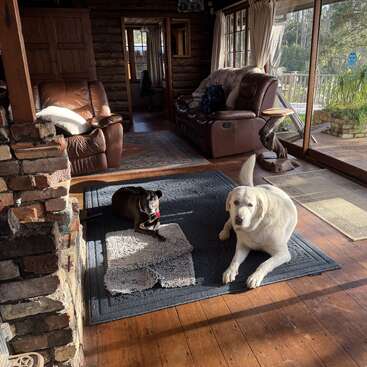 Zwei Hunde entspannen sich auf einem Teppich in einem gemütlichen, sonnenbeschienenen Wohnzimmer mit Holzböden, Ledermöbeln, einem gemauerten Kamin, großen Fenstern und einem Blick nach draußen.