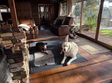 Two dogs relax on a rug in a cozy, sunlit living room with wooden floors, leather furniture, brick fireplace, large windows, and a view outside.