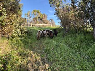 A small group of sheep stands together amid lush green grass and bushes, under a clear blue sky with tall trees and a wooden fence behind them.