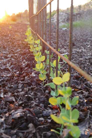 Junge grüne Pflanzen wachsen in einer ordentlichen Reihe entlang eines Drahtzauns, gebadet in warmem Sonnenlicht, während Erde und Mulch den Gartenboden bedecken.