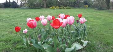 Ein farbenfroher Fleck aus roten und rosa Tulpen blüht wunderschön inmitten eines saftig grünen Rasens, umgeben von Bäumen und Sträuchern im Hintergrund.
