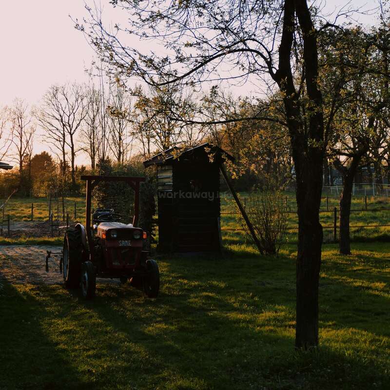 Ein roter Traktor steht bei Sonnenuntergang ruhig auf einer Wiese, in der Nähe eines alten Holzschuppens. Die Bäume werfen lange Schatten, und die Szene strahlt Ruhe aus.
