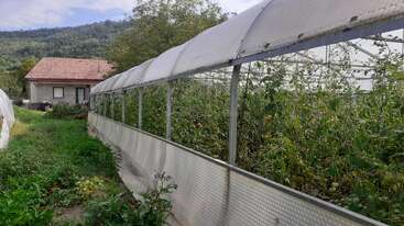 Un invernadero repleto de exuberantes plantas verdes se alza junto a una pequeña casa con tejado rojo, rodeada de hierba, flores y colinas boscosas al fondo.