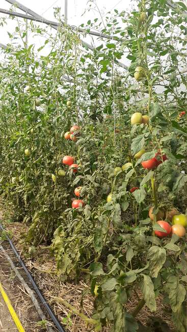 En un invernadero crecen hileras de tomateras altas, que dan tomates rojos, verdes y amarillos maduros. Las líneas de riego por goteo recorren el suelo cubierto de paja.
