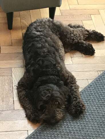 Ein flauschiger, dunkelbrauner Hund liegt ausgestreckt auf einem Holzboden und blickt in Richtung Kamera, neben einem grauen Teppich und einem Stuhl.