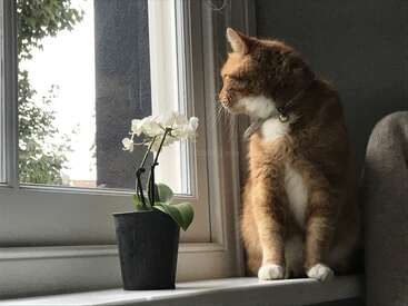 Eine rothaarige Katze sitzt auf einer Fensterbank und schaut nach draußen. Daneben steht eine kleine weiße Orchidee in einem Topf, die die gemütliche Szene im Haus verschönert.