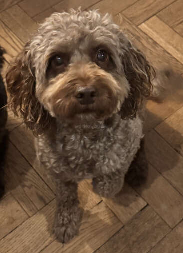 Ein kleiner, gelockter brauner Hund mit ausdrucksstarken Augen sitzt aufmerksam auf einem Holzboden und schaut mit einem hoffnungsvollen, liebenswerten und liebevollen Ausdruck auf.