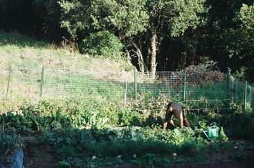 Eine Person kümmert sich um einen üppigen Garten, umgeben von Grün und Bäumen. Die Sonne wirft ein schummriges Licht. Eine grüne Gießkanne steht in der Nähe auf dem Boden.