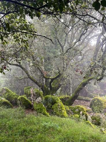 L'image représente une scène de forêt sereine, avec un arbre majestueux aux branches étendues et à la mousse vert vif, entouré d'un feuillage luxuriant et de gros rochers.