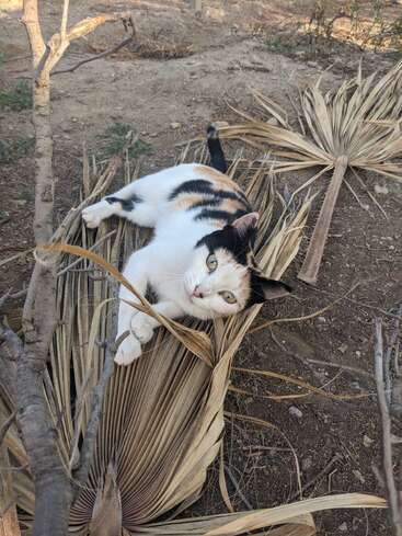 La imagen muestra a un gato blanco con rayas negras y naranjas recostado sobre una palmera, mirando a la cámara con sus ojos verdes.