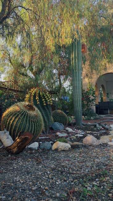 La imagen representa un sereno jardín desértico, con un majestuoso cactus, rocas y un árbol, y un edificio al fondo, que destila tranquilidad y belleza natural.