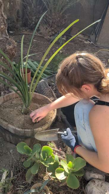 Una mujer planta una planta en un barril de madera, con guantes y una paleta en la mano, rodeada de otras plantas en un jardín o patio.