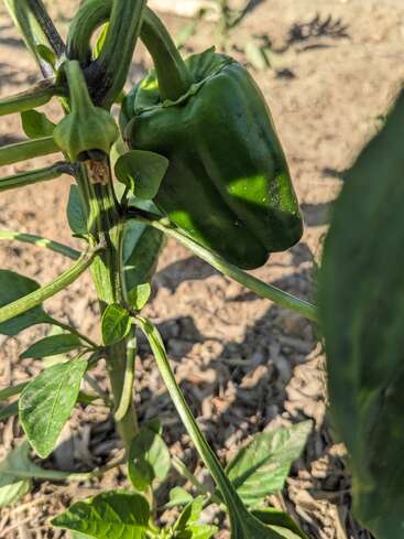 La imagen representa una planta de pimiento verde con un solo pimiento verde creciendo en ella, rodeado de tierra y hojas, en un entorno ajardinado.