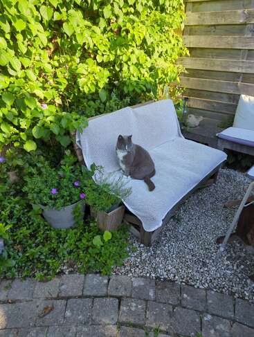 Un gato gris y blanco está sentado en un banco cubierto de blanco en un exuberante jardín rodeado de plantas verdes, flores, una valla de madera y pavimento de piedra.