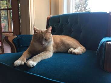 Un chat orange et blanc détendu se prélasse sur un fauteuil bleu en peluche près d'une fenêtre ensoleillée, profitant d'un moment paisible à l'intérieur d'une maison confortable.