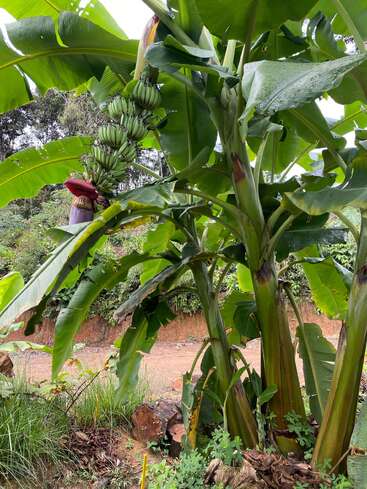 Una exuberante planta de plátano se yergue en lo alto, mostrando anchas hojas verdes y un gran racimo de plátanos verdes inmaduros, junto a una característica flor de plátano púrpura.