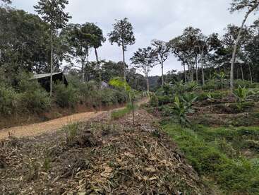 Un sinuoso camino de tierra discurre entre frondosas zonas verdes y árboles. En las colinas aterrazadas crecen pequeñas plantas. Hay cabañas rústicas parcialmente ocultas por la vegetación.