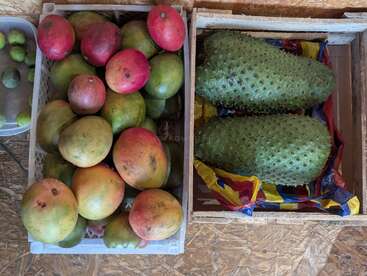 Dos cajas muestran frutas tropicales frescas: una llena de coloridos mangos maduros, la otra contiene dos grandes guanábanos verdes con pinchos. Cerca hay pequeñas limas verdes.