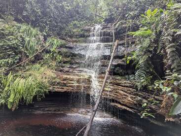 Una serena cascada cae sobre rocas estratificadas, rodeada de exuberante follaje verde y helechos. Un tronco de madera se inclina para realzar la belleza natural intacta.