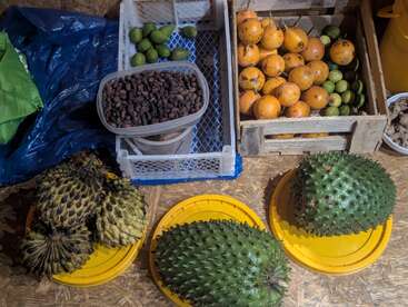 Various tropical fruits displayed, including soursop, cherimoya, cacao pods, green limes, and orange granadillas, all laid on crates and plastic lids, indoors.