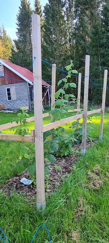 The image shows a homemade wooden trellis supporting young raspberry plants in a garden, with lush green grass, trees, and a rustic building in the background.