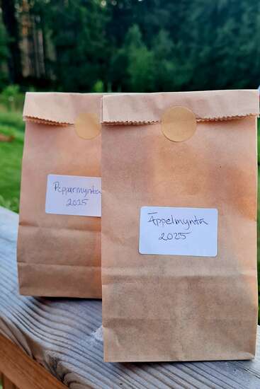 Two brown paper bags with handwritten labels, "Pepparmynta 2025" and "Äppelmynta 2025", sit on a wooden surface outdoors with greenery behind.