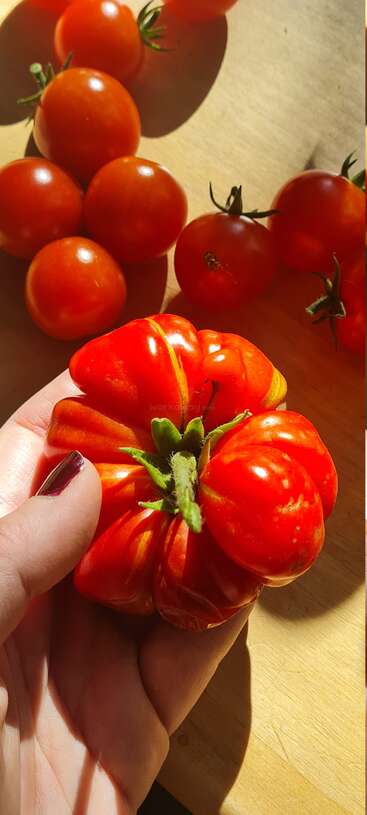 A hand holds a large, uniquely-shaped tomato, surrounded by several smaller, round tomatoes on a sunlit wooden surface, highlighting vibrant red and orange hues.