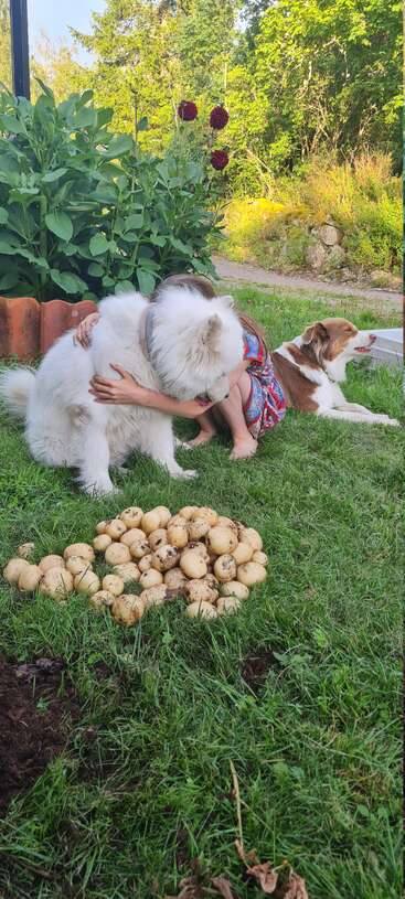 A child hugs a fluffy white dog while another dog relaxes nearby. Freshly harvested potatoes lay on the grass in a beautiful garden setting.