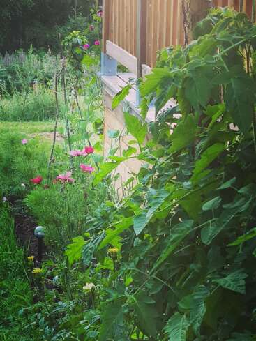 A lush garden beside a wooden fence, featuring vibrant green plants, blooming pink flowers, and a neat path surrounded by greenery, exuding tranquility and summertime freshness.