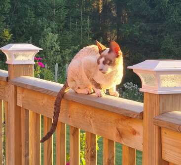 A curly-haired cat with brown and white fur sits on a wooden railing, bathed in golden sunlight, surrounded by greenery and two white lanterns. Peaceful scene.