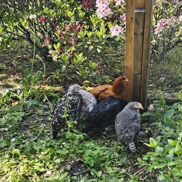 Fünf Hühner in verschiedenen Farben versammeln sich in einem sonnigen Garten in der Nähe eines Holzpfostens und eines Drahtzauns, umgeben von grünen Pflanzen und blühenden rosa Blumen.