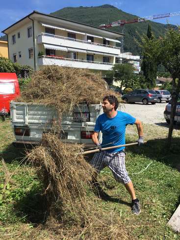 A man in a blue shirt and plaid shorts is using a pitchfork to load hay into a white pickup truck in a residential area.